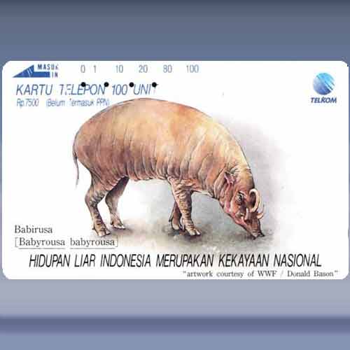 Babirusa